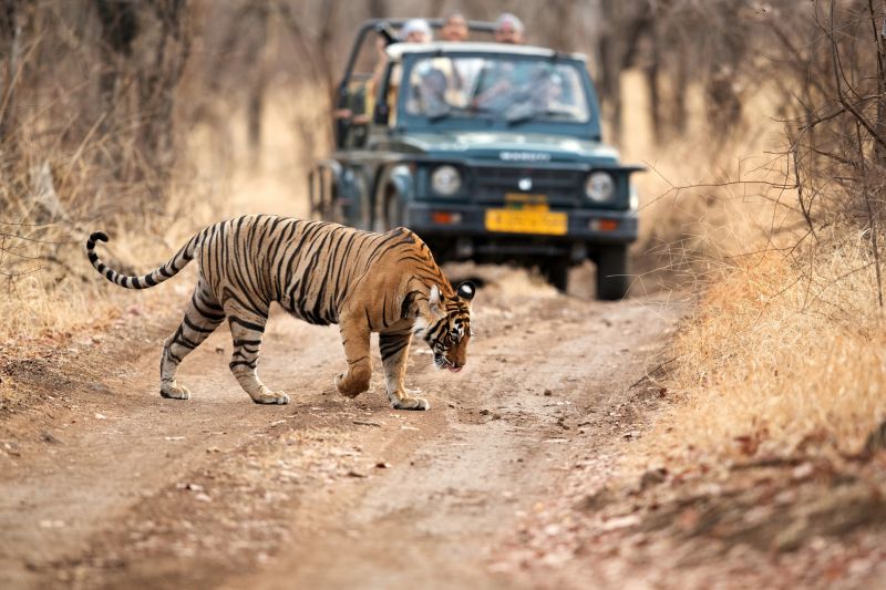 Jungle Safari